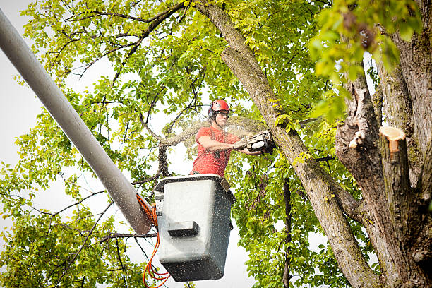 Best Residential Tree Removal  in Gainesville, VA